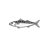 Mackerel